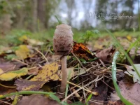 Geschubde inktzwam [Coprinus comatus]